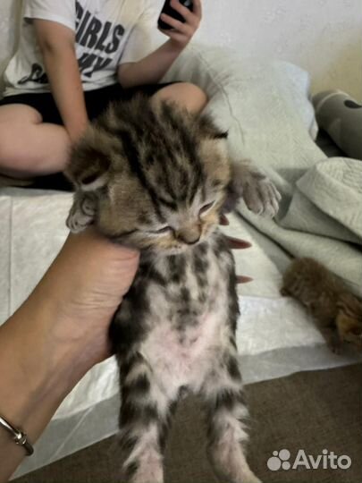 Кошка