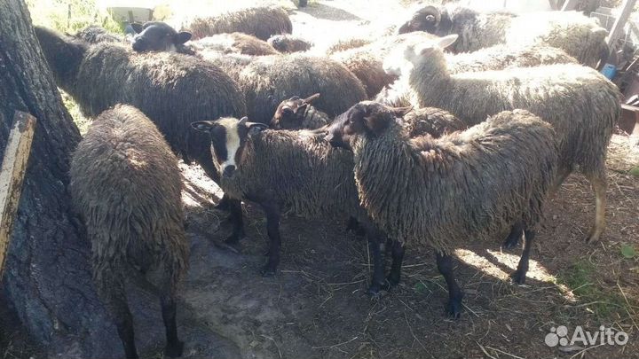 Овцы бараны