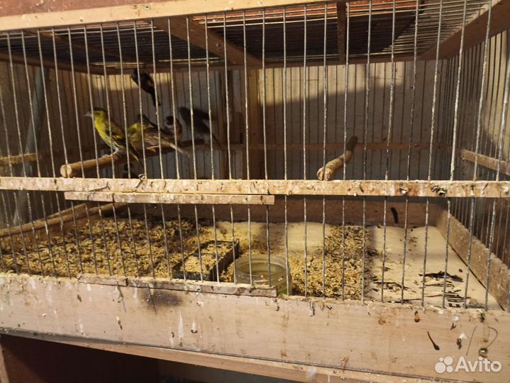 Певчие птицы