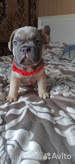 Изабелло генные девочки