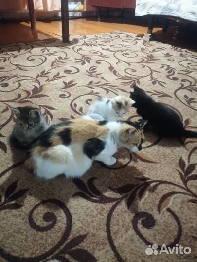 Кошки в добрые руки бесплатно