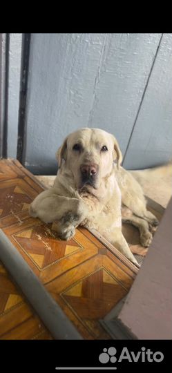 Отдам собаку в добрые руки лабрадор