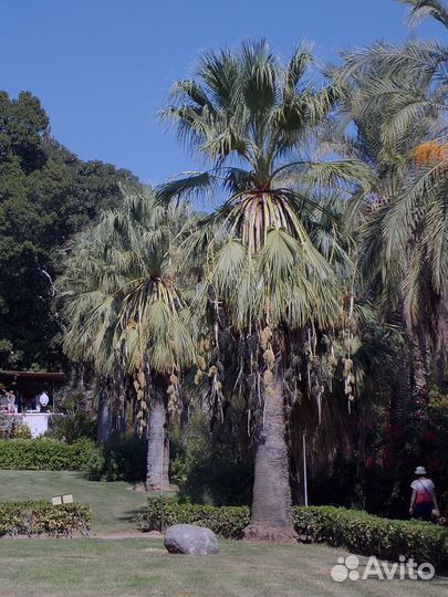 Вашингтония Нитчатая, семена