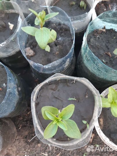 Усы,циния,львинный зев