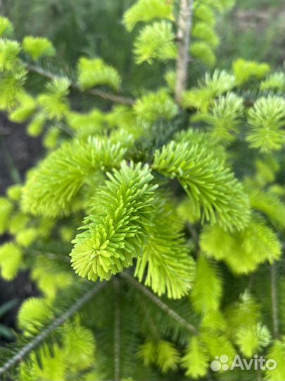 Пихта кавказкая Нордмана