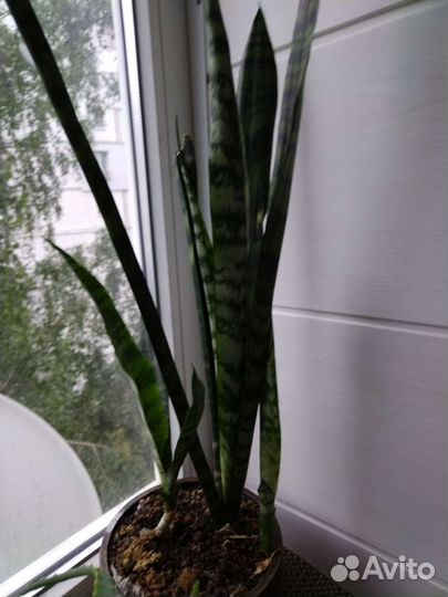 Сансильвиерия (тещин язык)