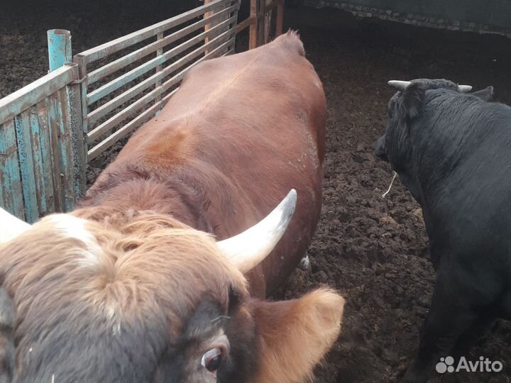 Бычки джерси