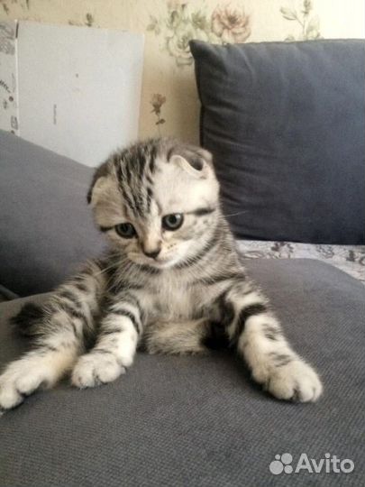 Британская