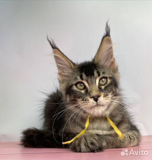 Девочка Мейн-кун