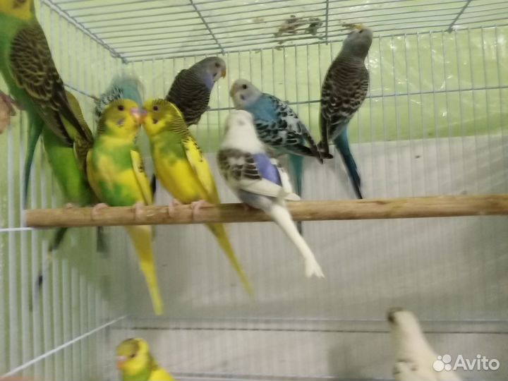 Попугаи волнистые птенчики ручные