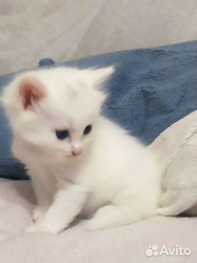 Котята