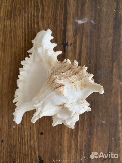 Ракушка морская для аквариума