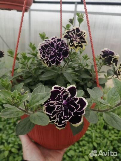 Цветы петунии рассада