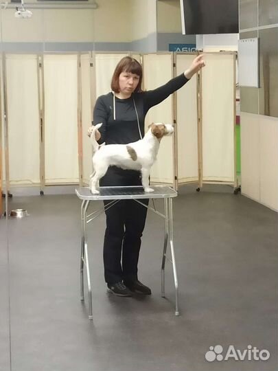 Хендлер, подготовка и показ собак на выставках