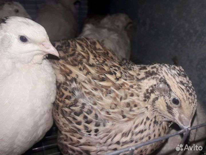 Перепела Техасцы и Фениксы Яйцо