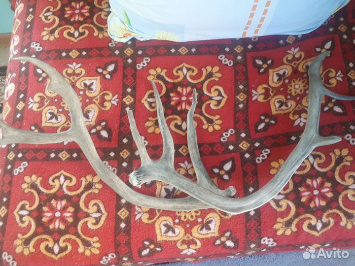 Коллекционирование