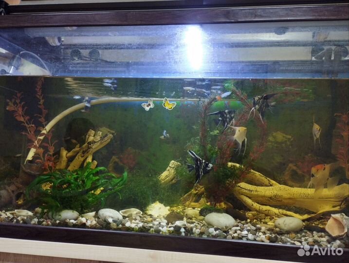 Аквариум