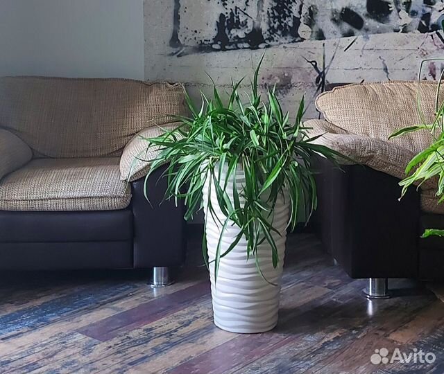 Сингониум Альба