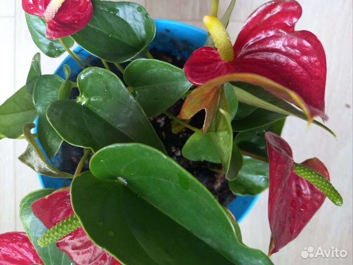 Антуриум ред, мандариновое дерево