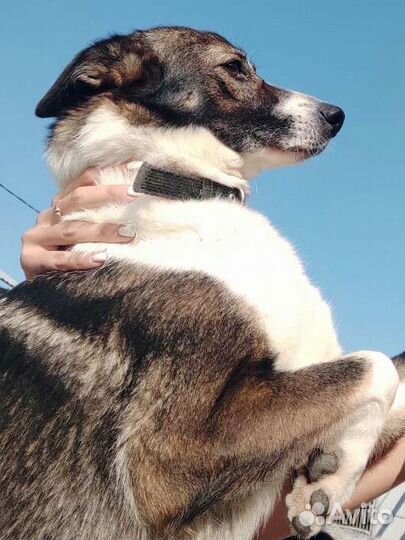 Собака компаньон