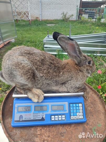 Кролики породы фландр