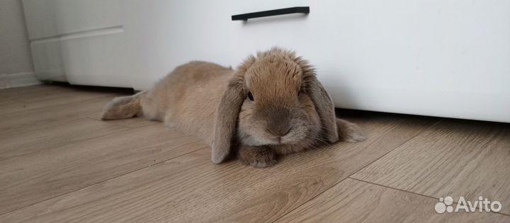 Вязка Декоративные кролики вислоухие