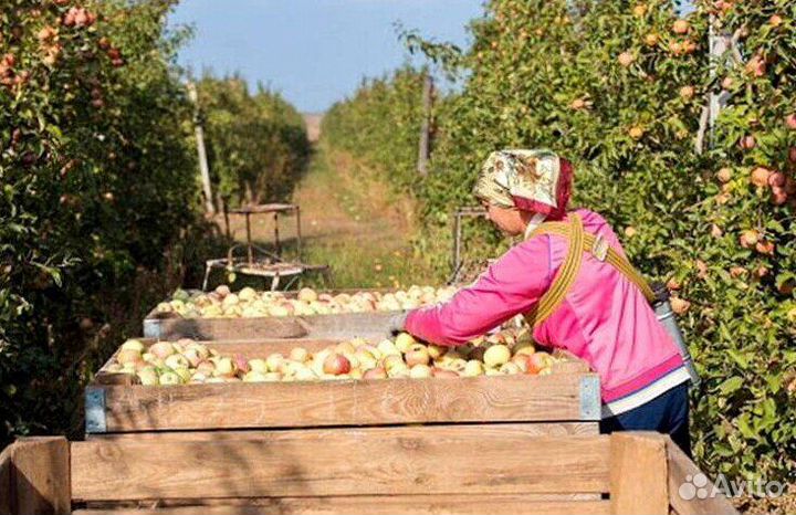 Разнорабочий по сборке яблок с проживанием
