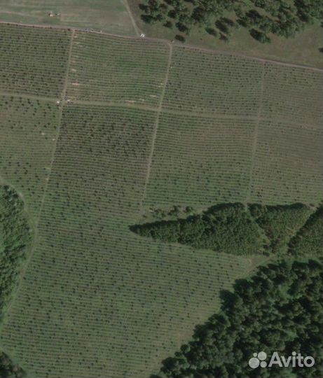 Саженцы малины (оптом )с питомника гост