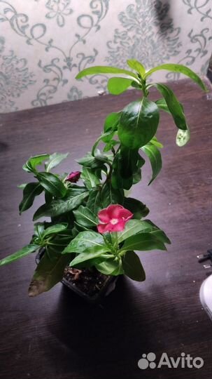 Катарантус