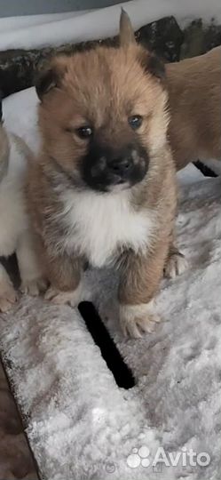Маленькие щенки