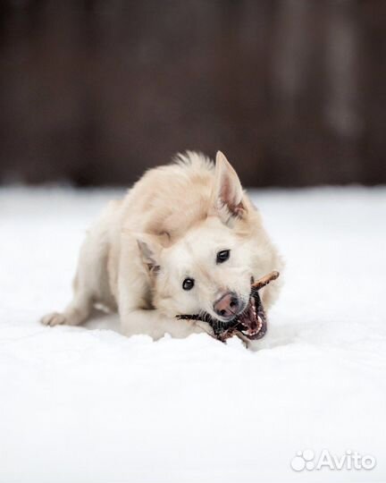 Собака в добрые руки бесплатно