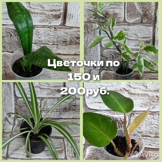 Комнатные цветы