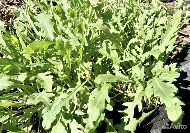 Смородина красная,роз-я,крыжовник,черемуха,руккола