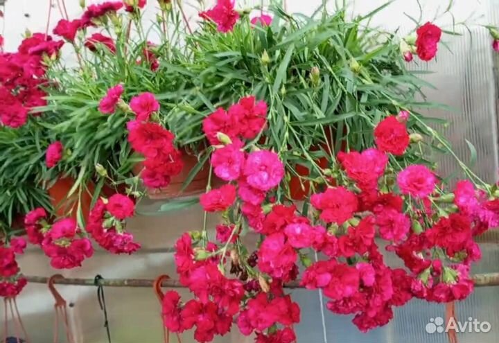 Гвоздика ампельная