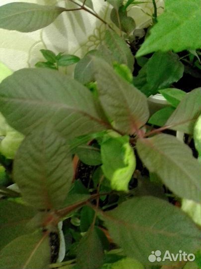 Цветы и отростки