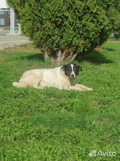 Собака Полина ищет дом