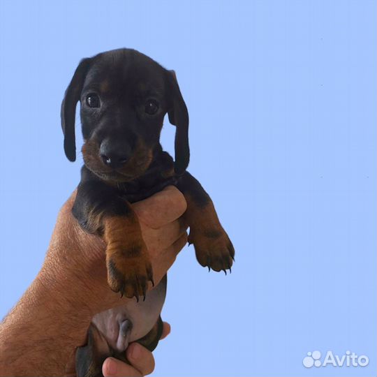 Карликовая такса щенки