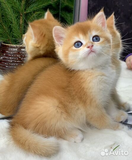 Британские котята