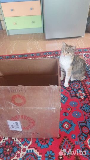 Котенок в добрые руки