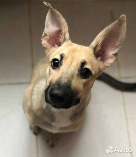 Собака, щенки в добрые руки, в дар