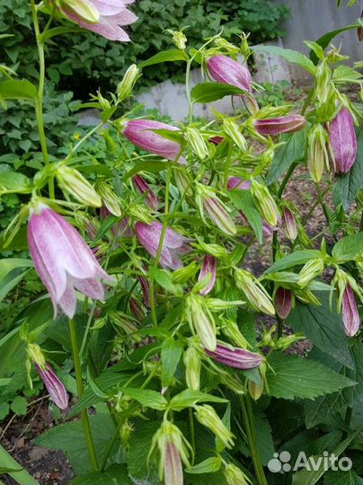 Колокольчик