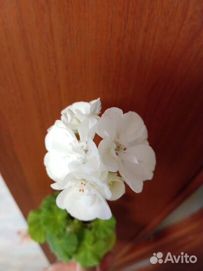 Пеларгония белая герань