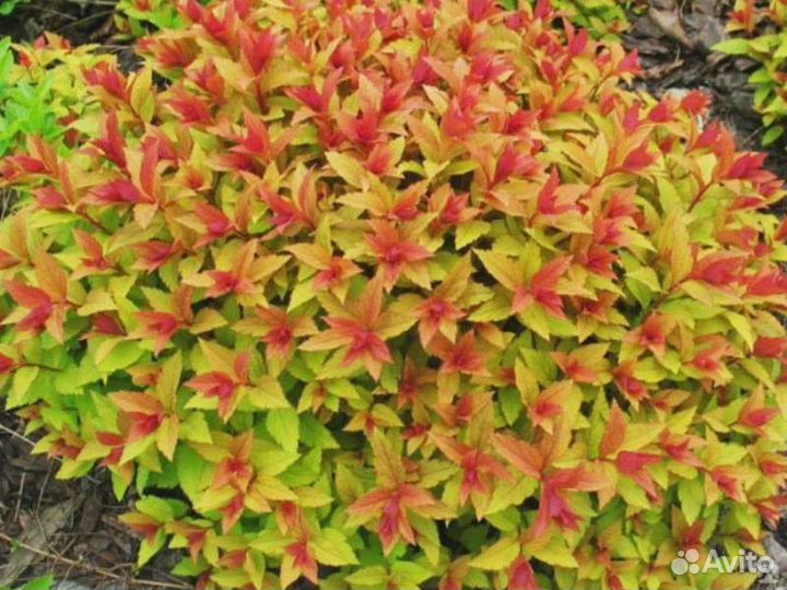 Спирея голден принцесс