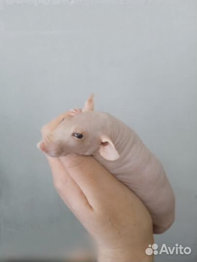 Декоративные крыски