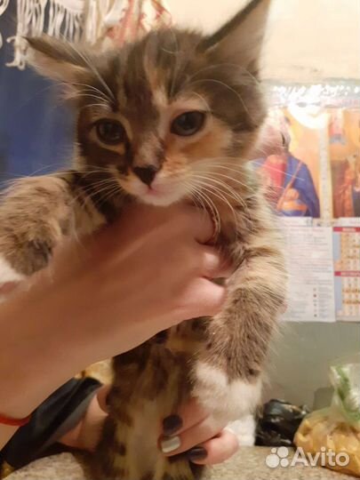 Котёнок в добрые руки