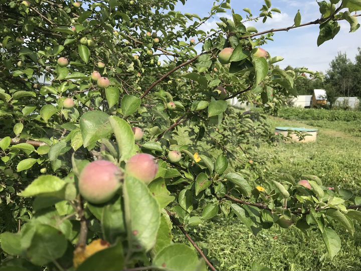 Участок 10 сот. (ИЖС)