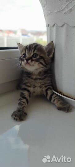 Шотландская вислоухая кошка бесплатно