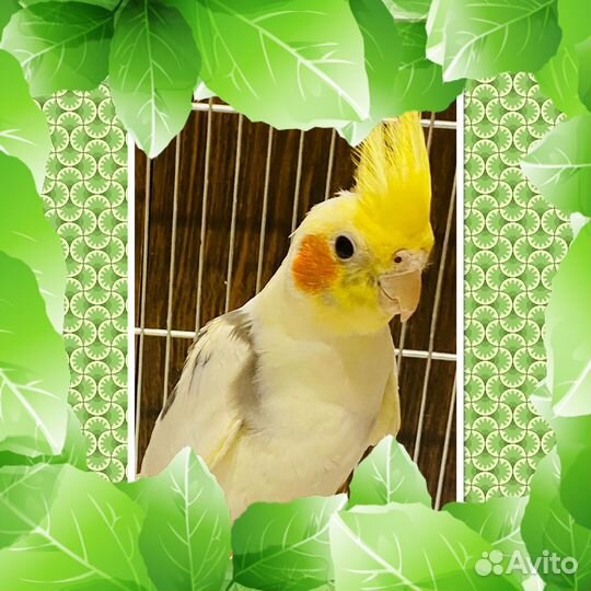 Волнистый попугай,какарик, корелла