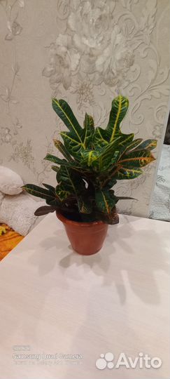 Комнатные цветы Кротон
