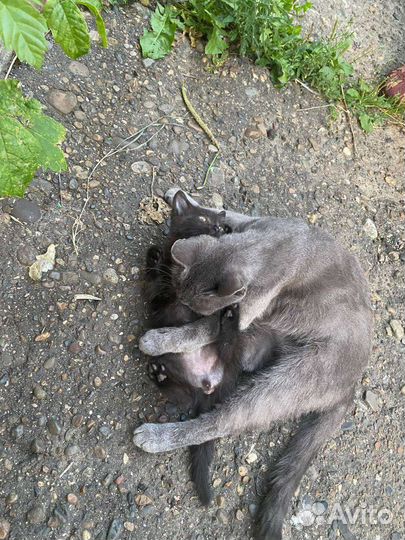 Котёнок 1,5 месяца в добрые руки